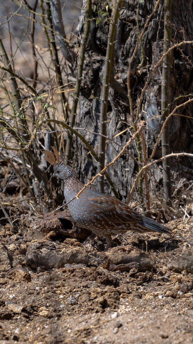 Elegant Quail - ML636578943