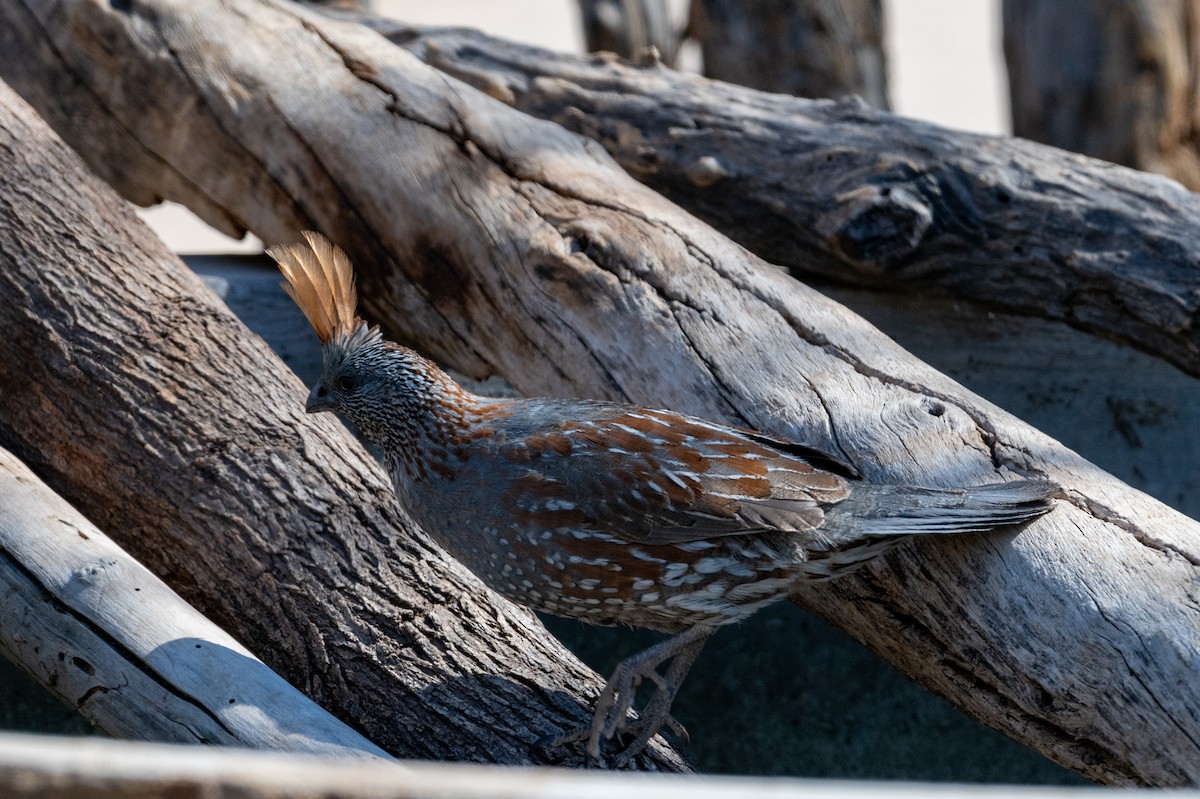 Elegant Quail - ML636578944