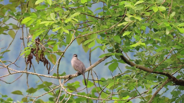 Gray Catbird - ML636578951
