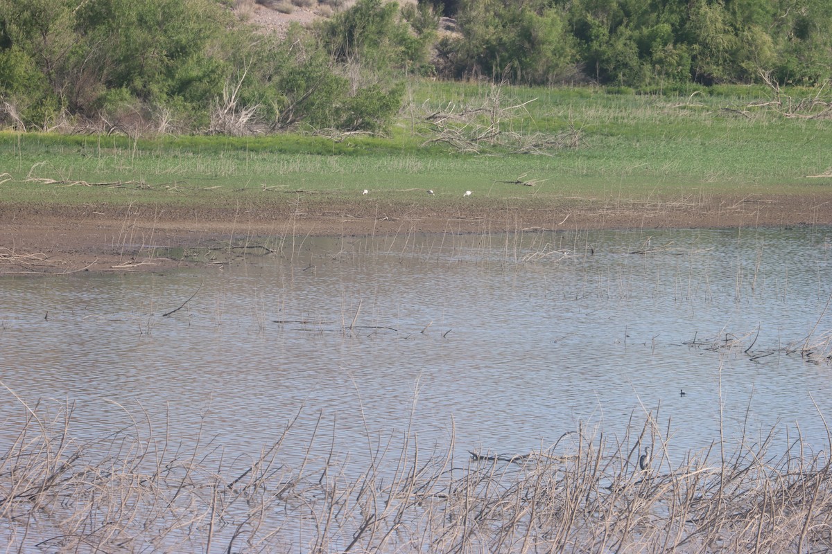 Цасны галуу - ML636579029