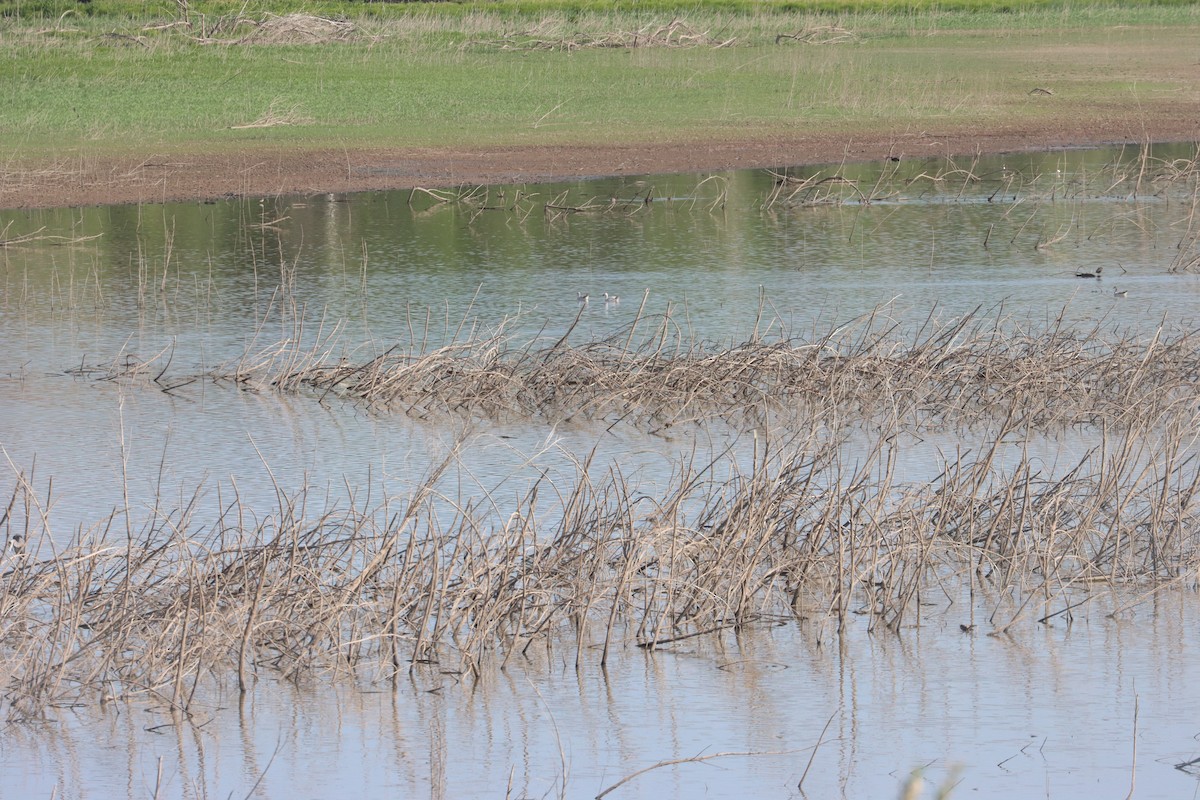 Цасны галуу - ML636579084