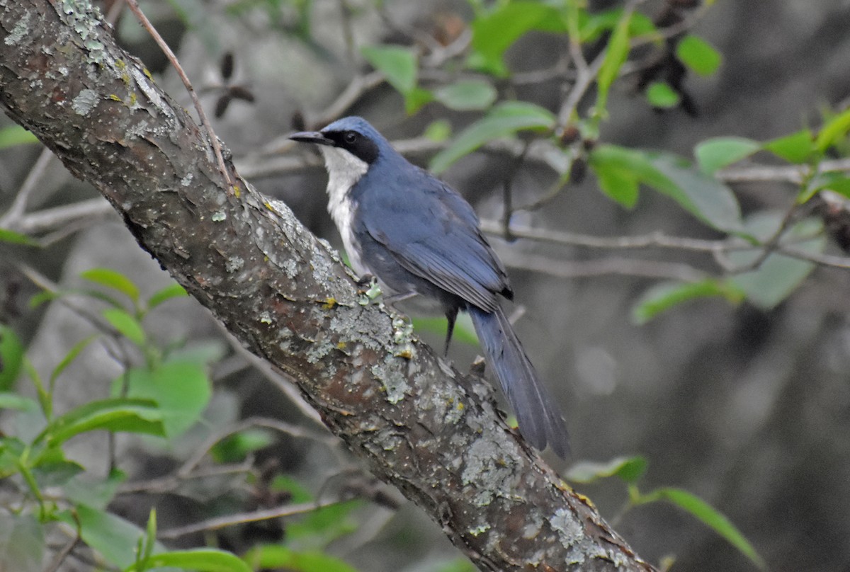Blue-and-white Mockingbird - ML636579119