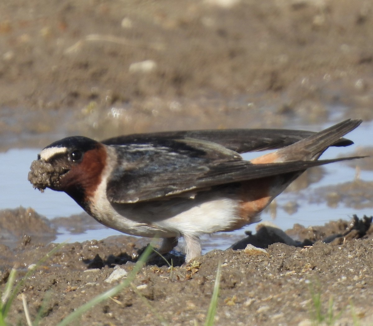 vlaštovka pestrá [skupina pyrrhonota] - ML636579221