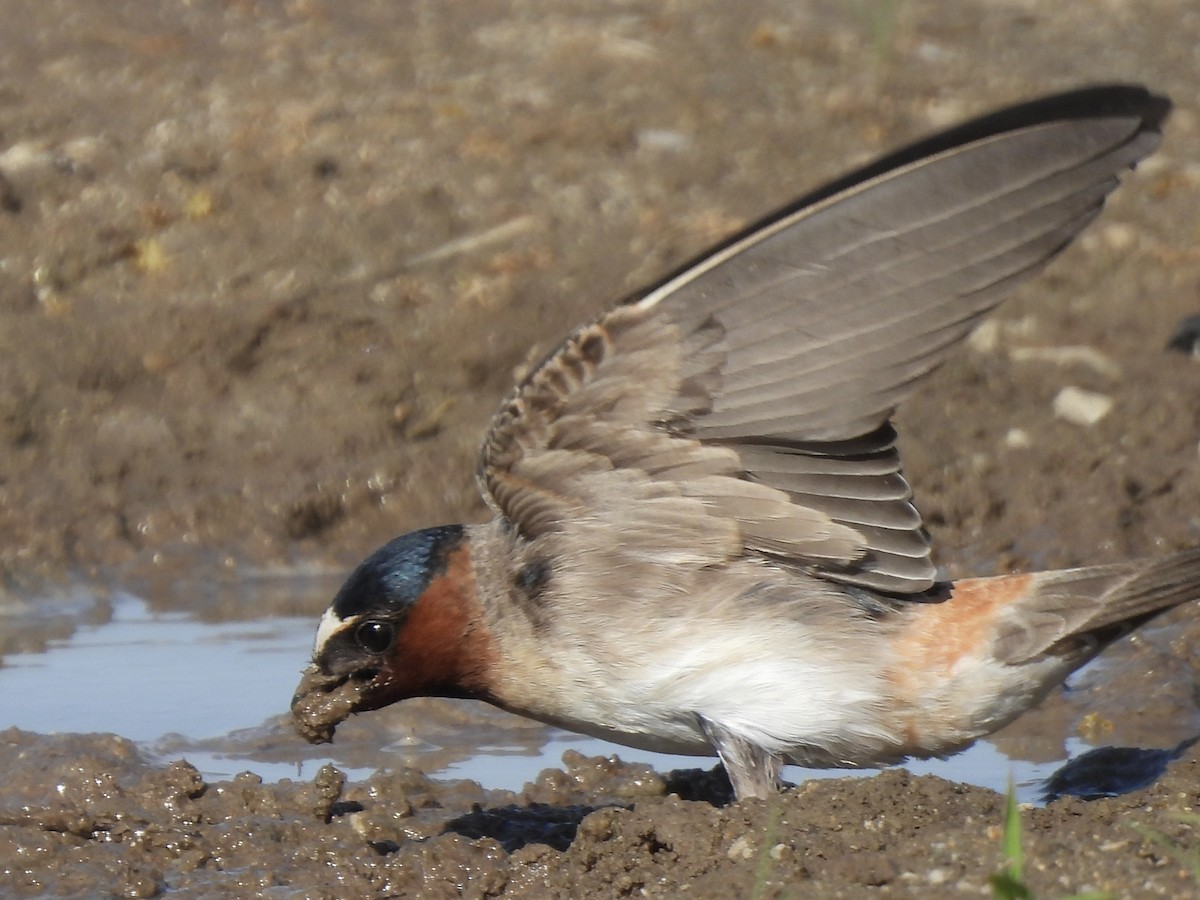 vlaštovka pestrá [skupina pyrrhonota] - ML636579222
