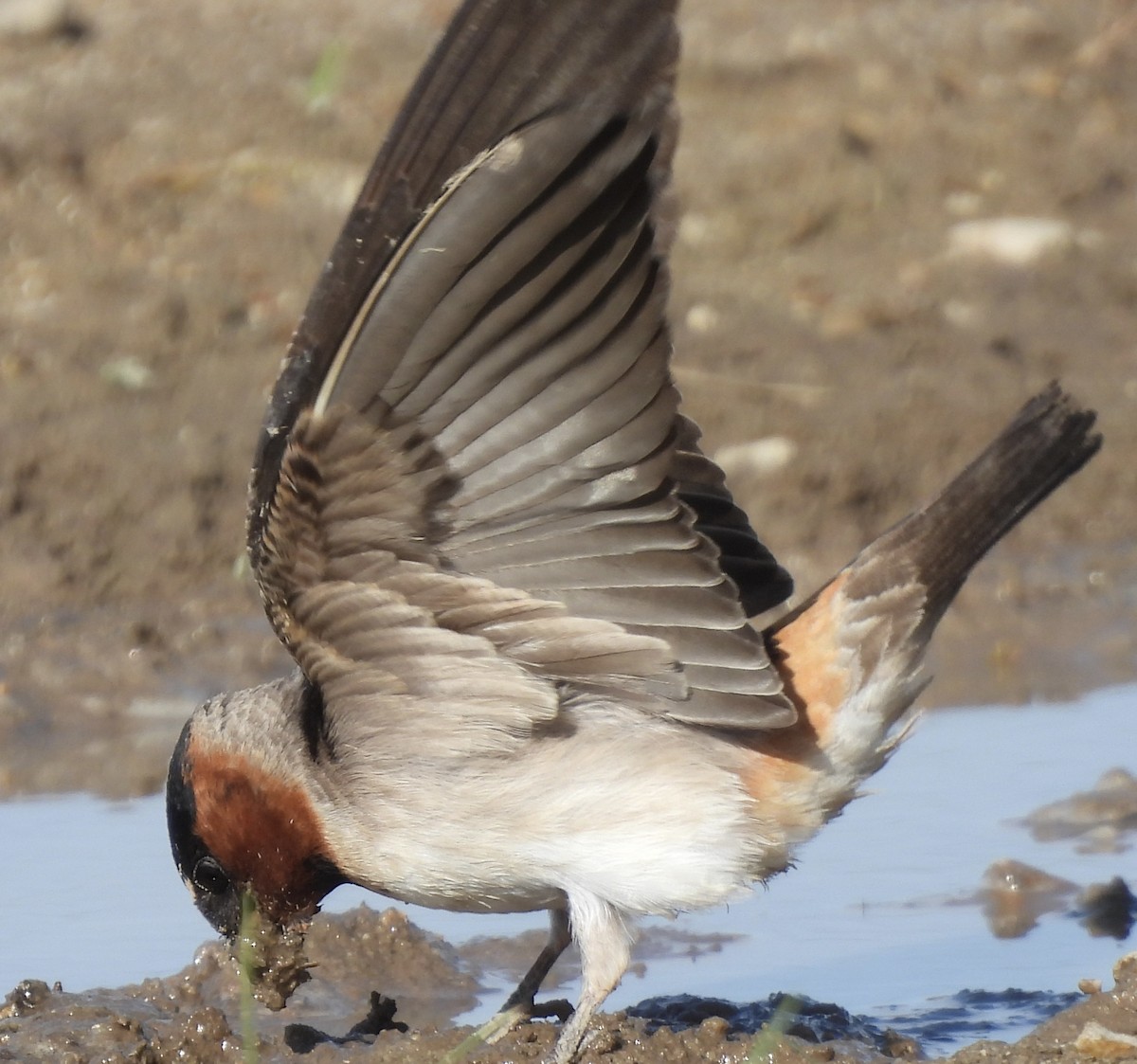 vlaštovka pestrá [skupina pyrrhonota] - ML636579223