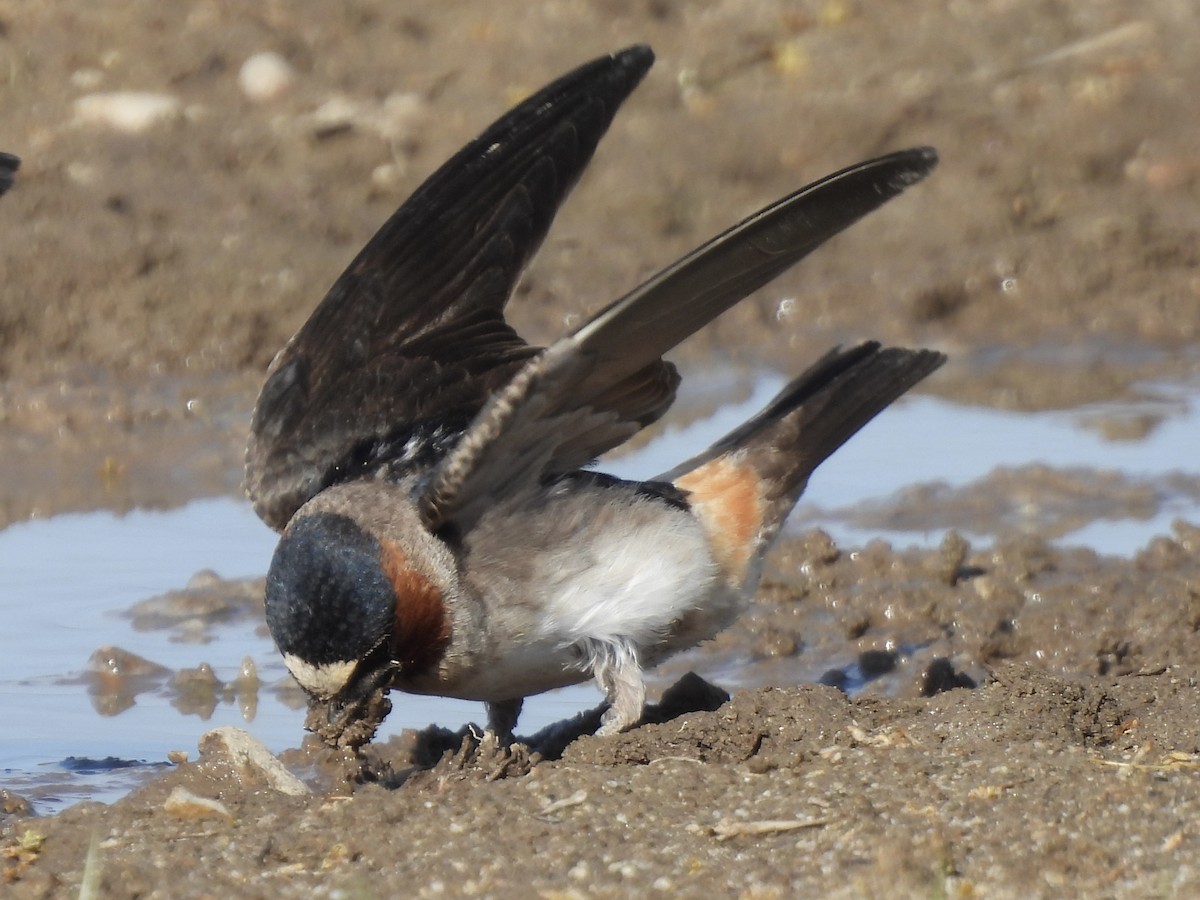 vlaštovka pestrá [skupina pyrrhonota] - ML636579224