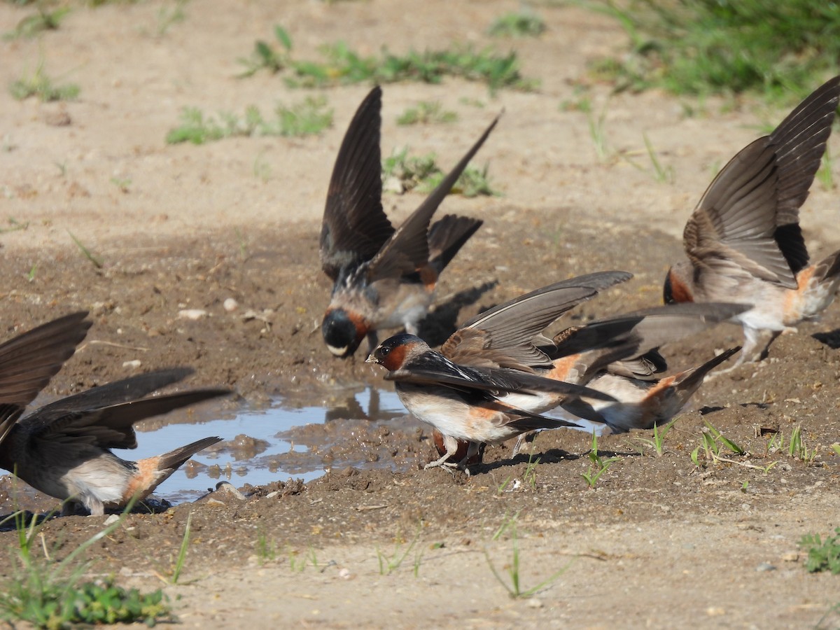 vlaštovka pestrá [skupina pyrrhonota] - ML636579225