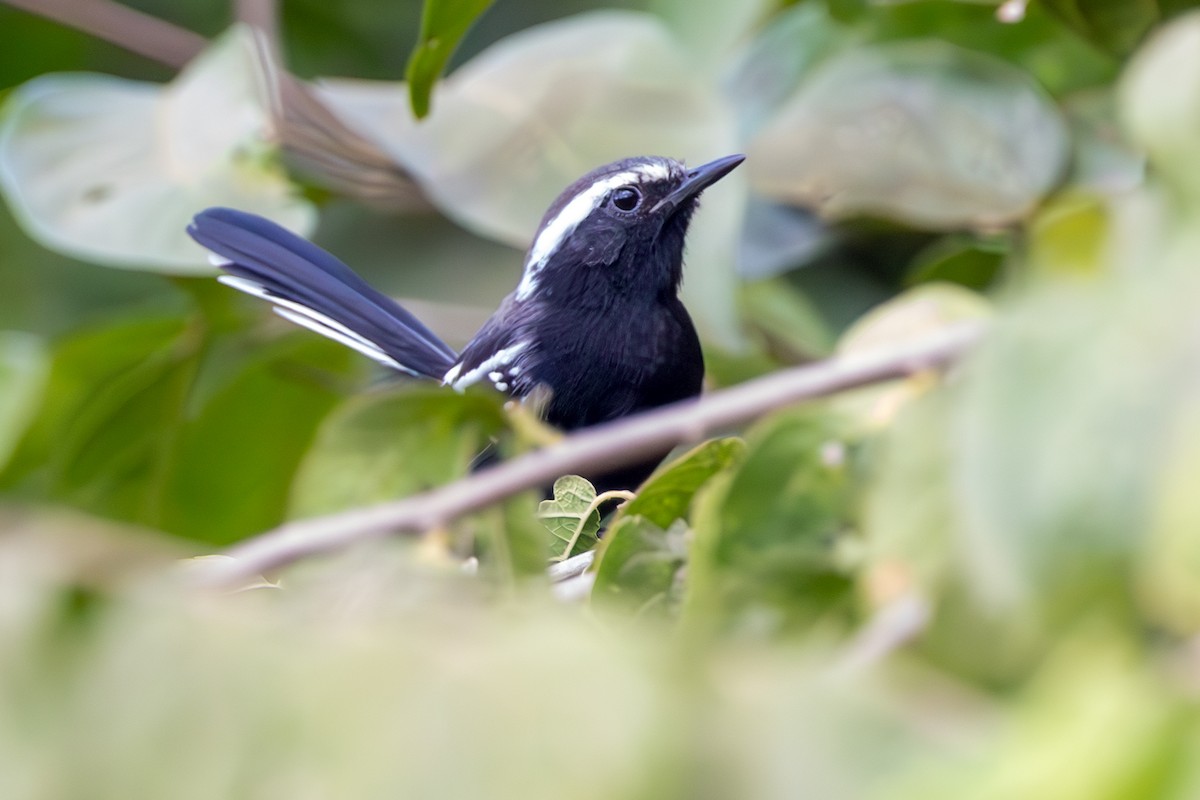 Black-bellied Antwren - ML636579229