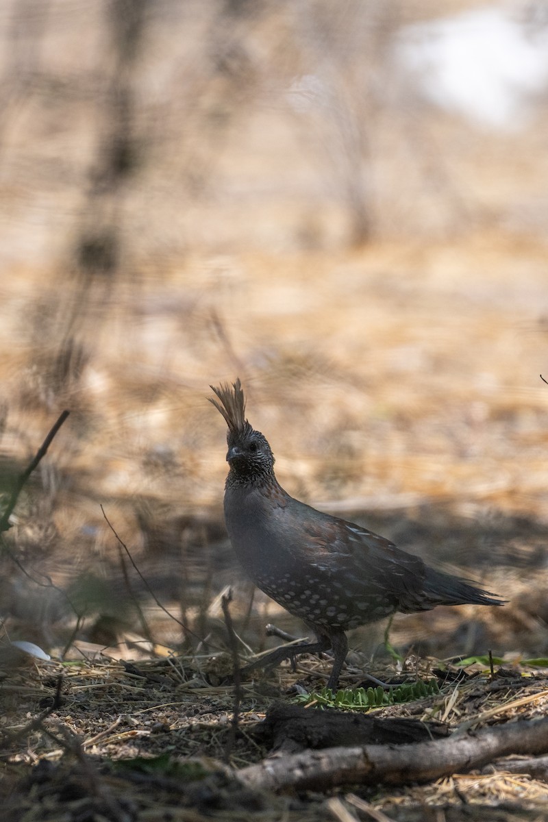 Elegant Quail - ML636579257