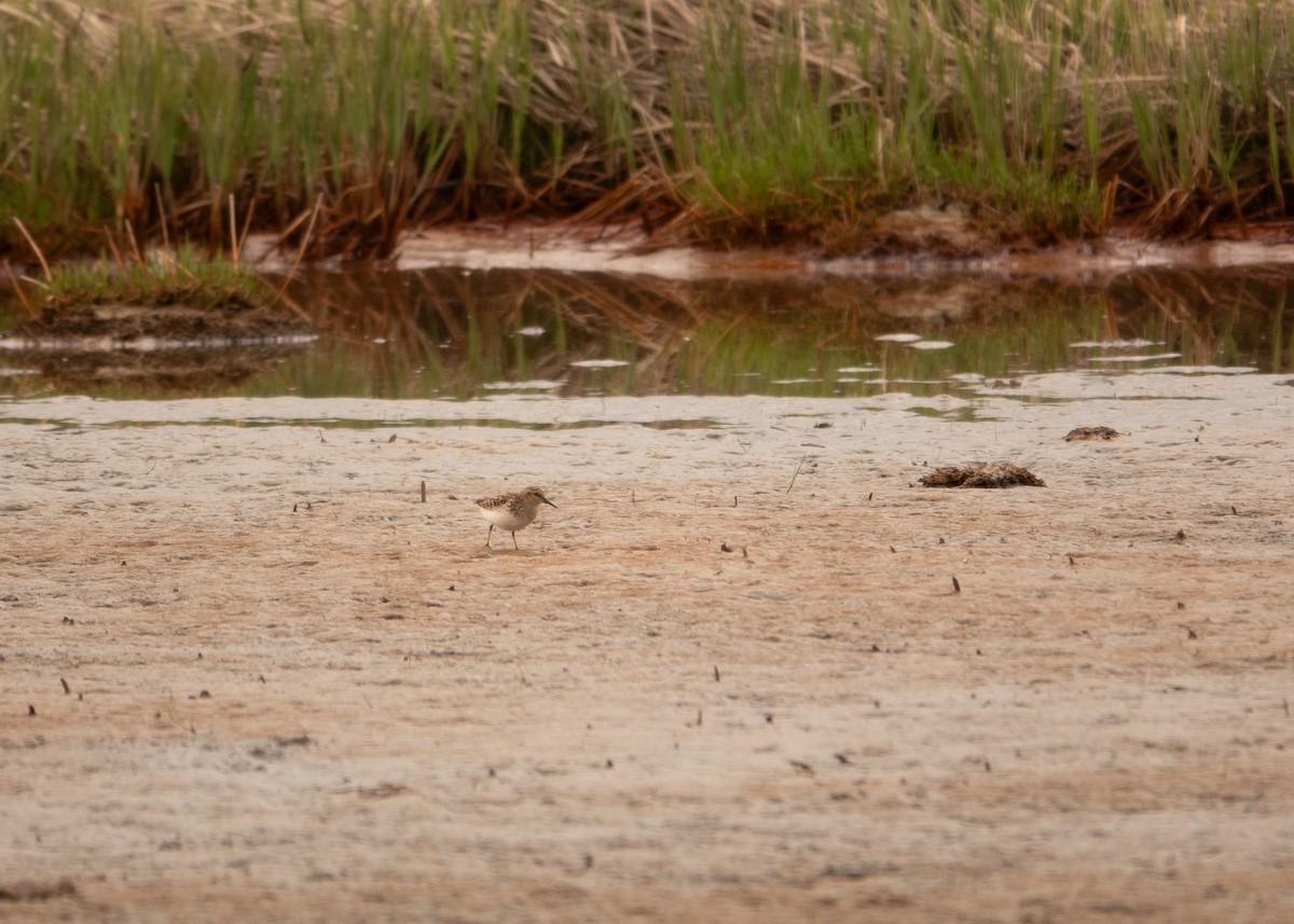 Least Sandpiper - ML636579288