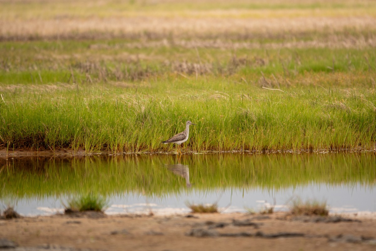 Greater Yellowlegs - ML636579302