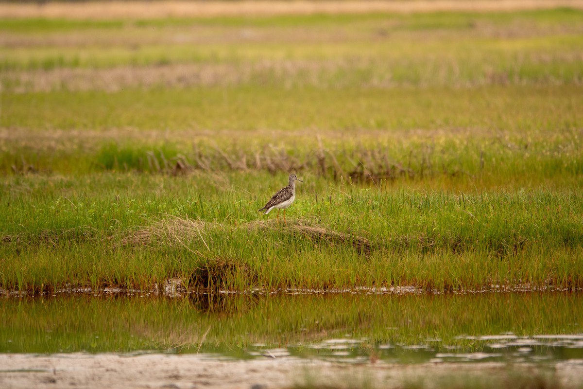 Greater Yellowlegs - ML636579304