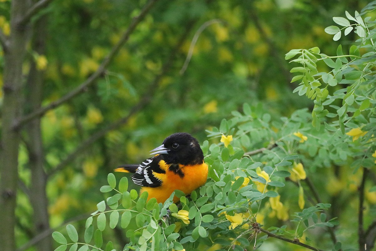 Baltimore Oriole - ML636579339