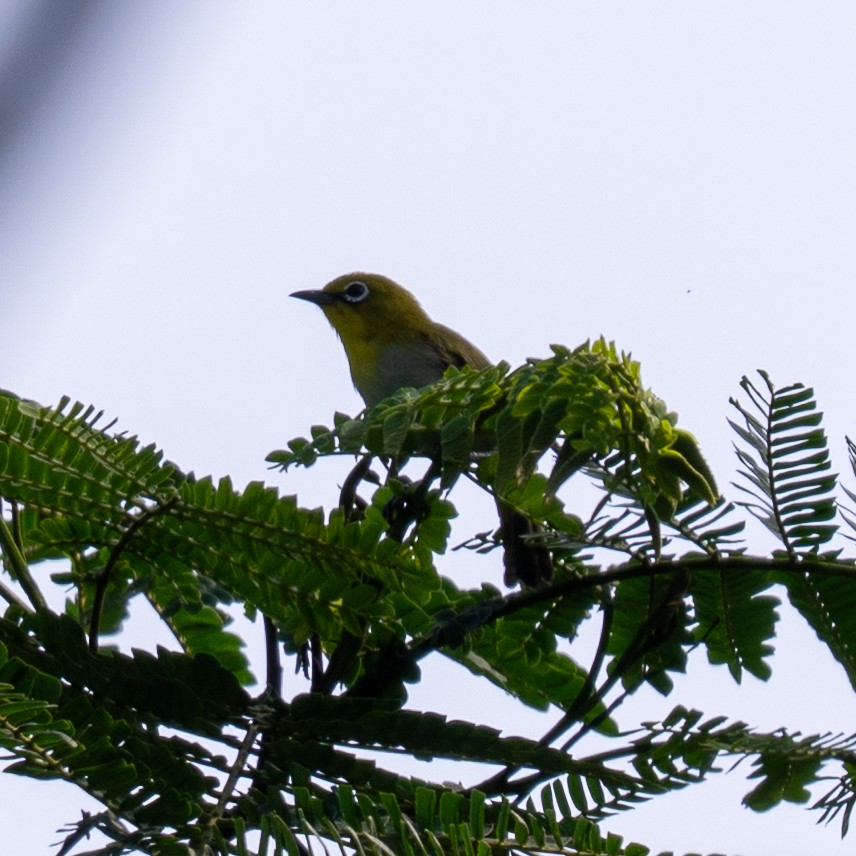 Ashy-bellied White-eye (Ashy-bellied) - ML636579348