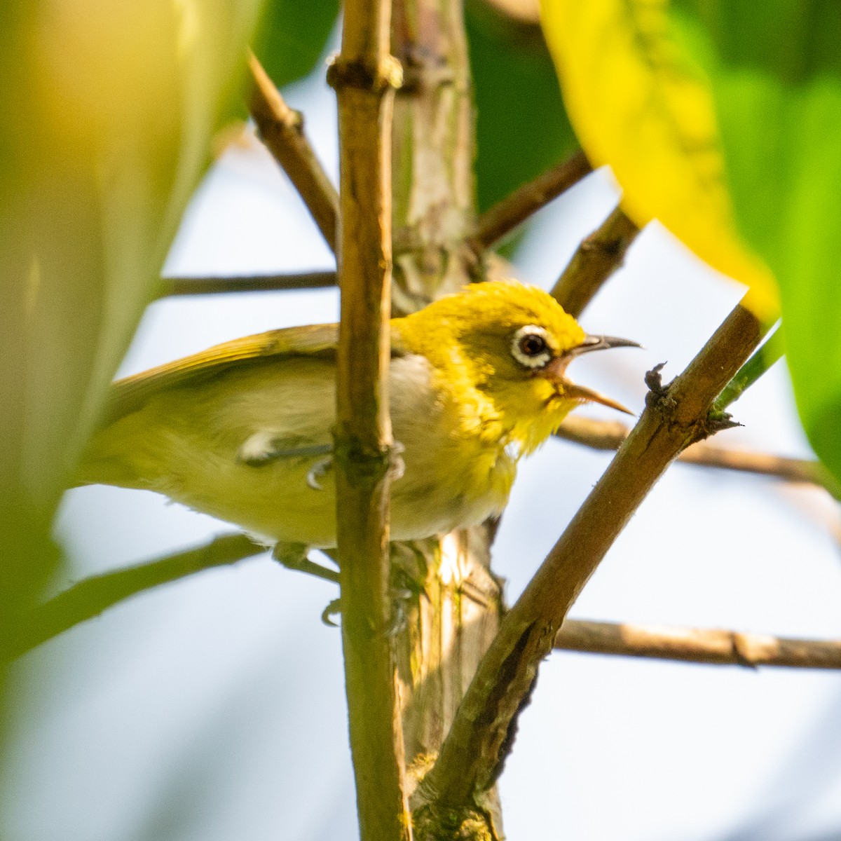 Ashy-bellied White-eye (Ashy-bellied) - ML636579349