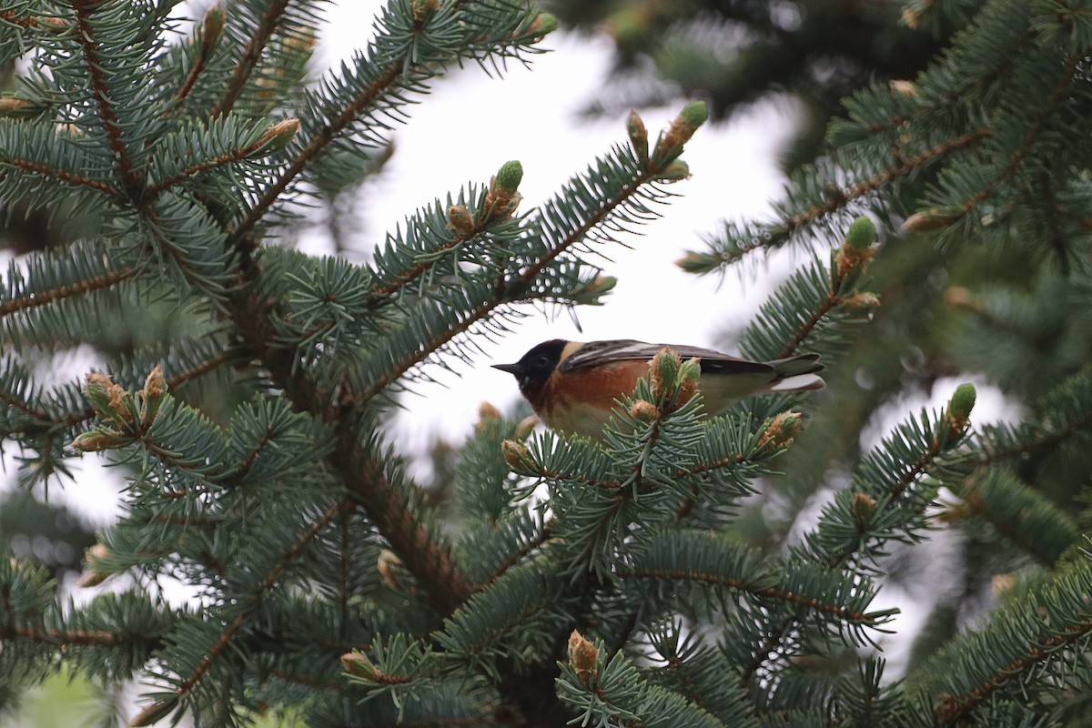 Bay-breasted Warbler - ML636579353