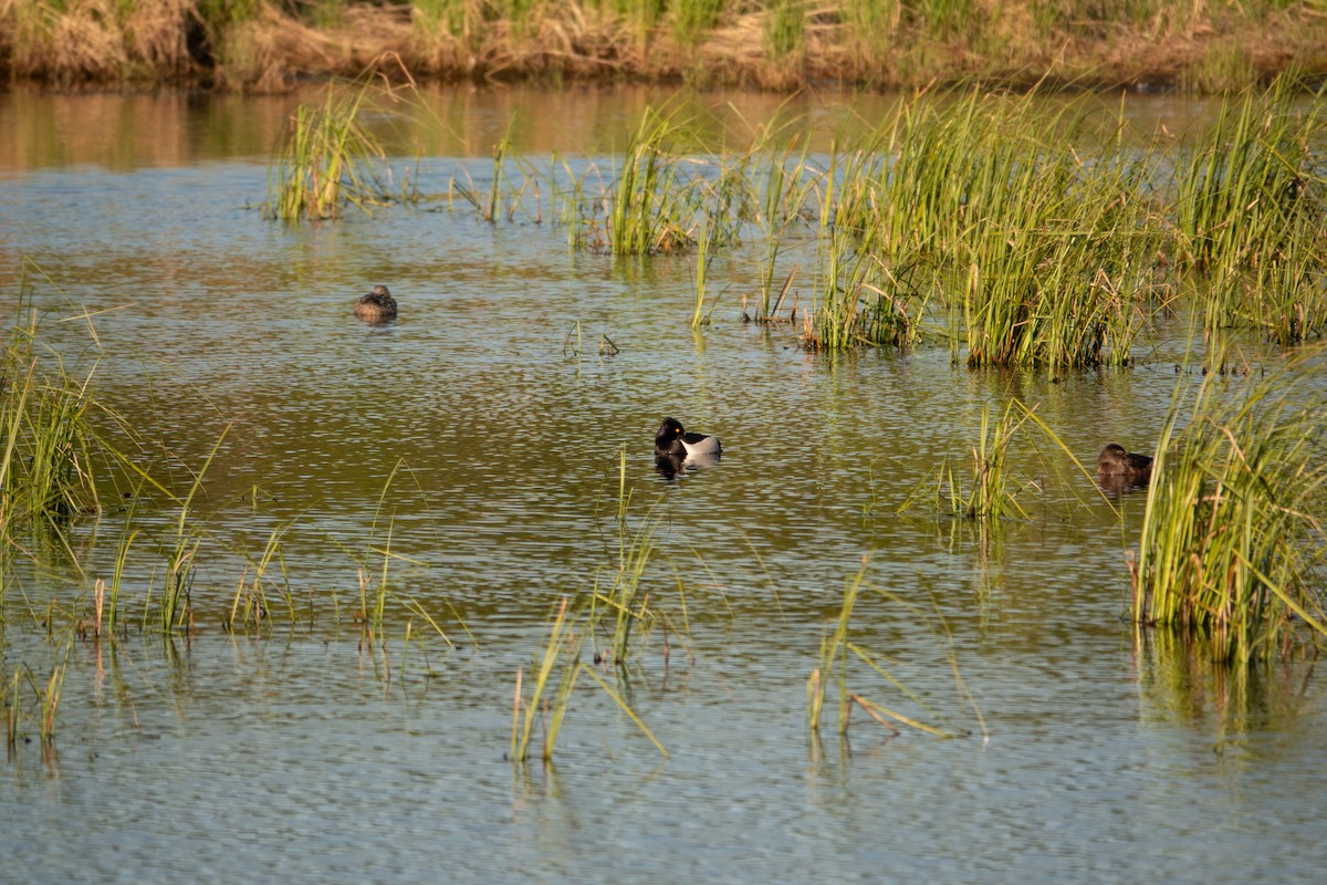 Ring-necked Duck - ML636579393