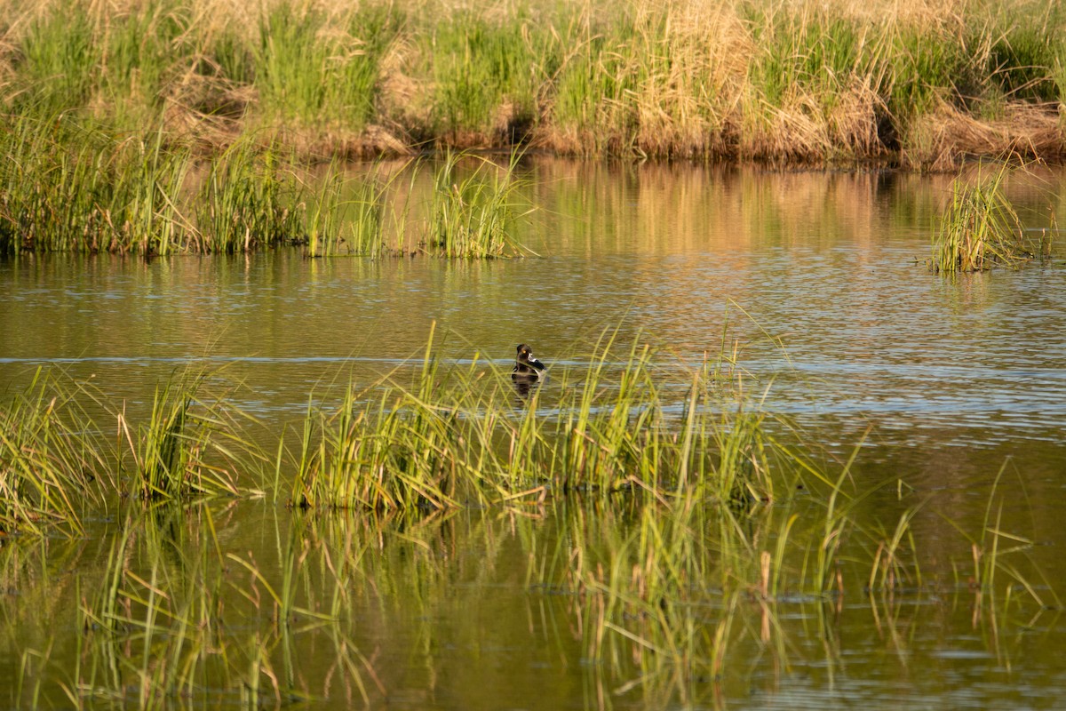 Ring-necked Duck - ML636579394