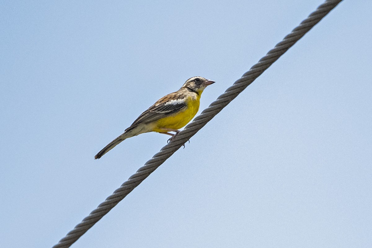 Cabanis's Bunting (Three-streaked) - ML636579399