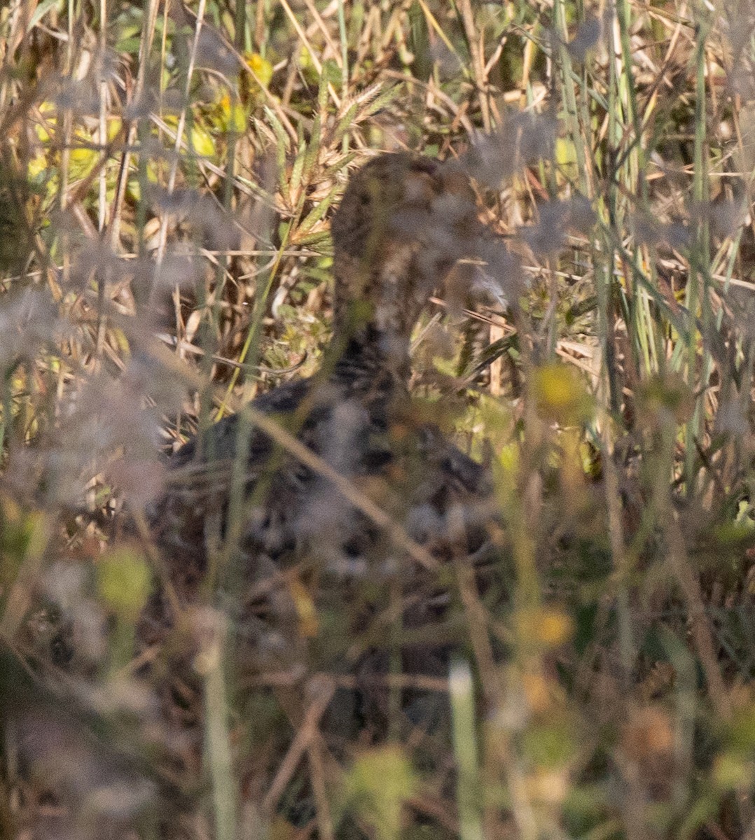 White-bellied Nothura - ML636579402