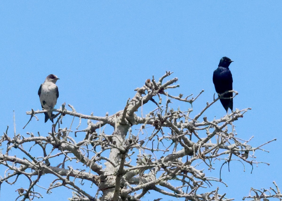 Purple Martin - ML636579479