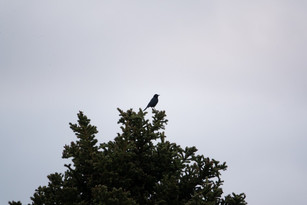 Rusty Blackbird - ML636579503