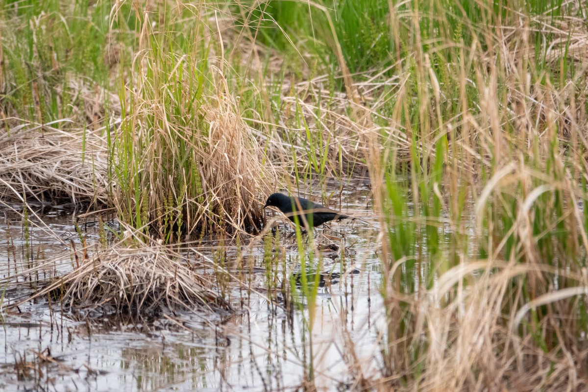 Rusty Blackbird - ML636579504