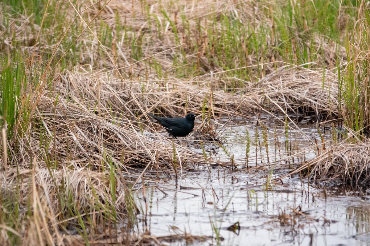 Rusty Blackbird - ML636579505