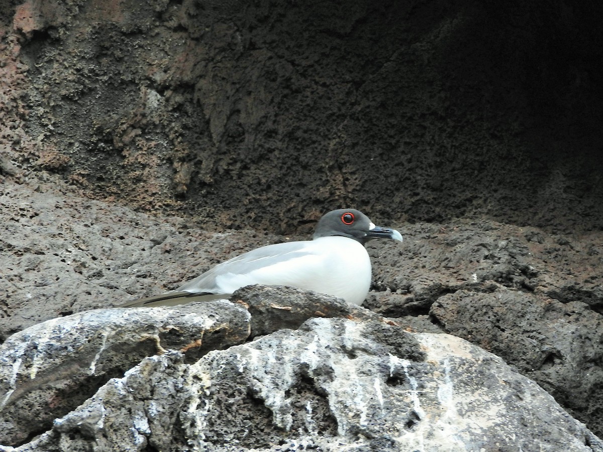 Swallow-tailed Gull - ML636579535
