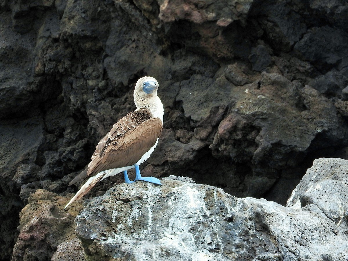 Blue-footed Booby - ML636579576