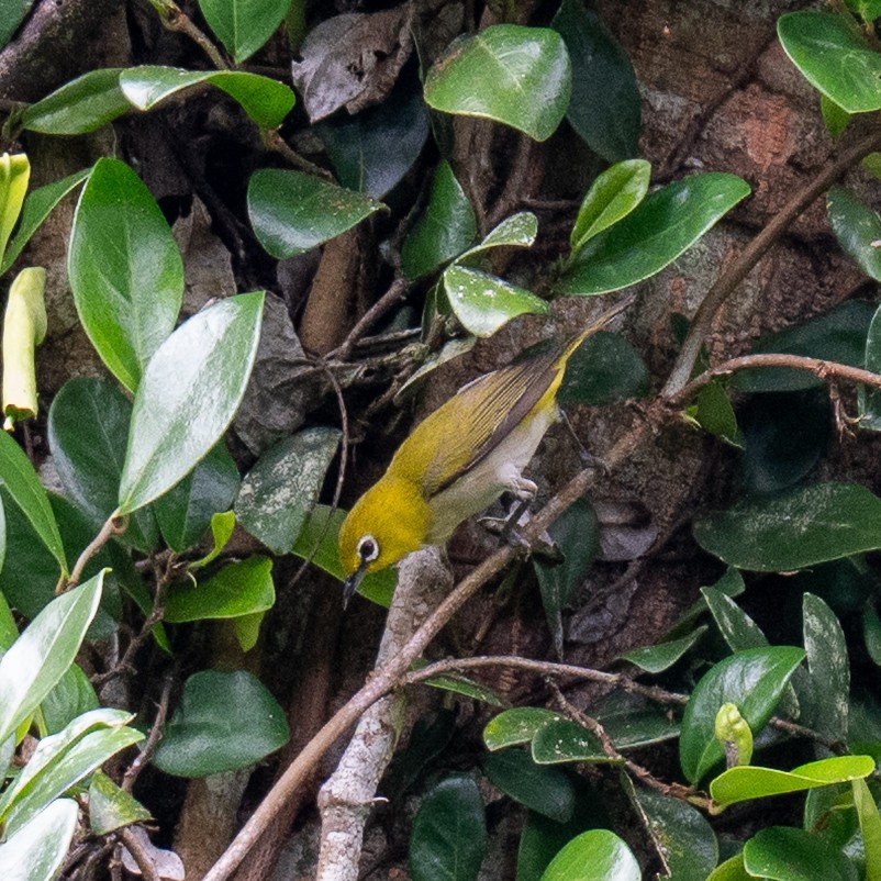 Ashy-bellied White-eye (Ashy-bellied) - ML636579689
