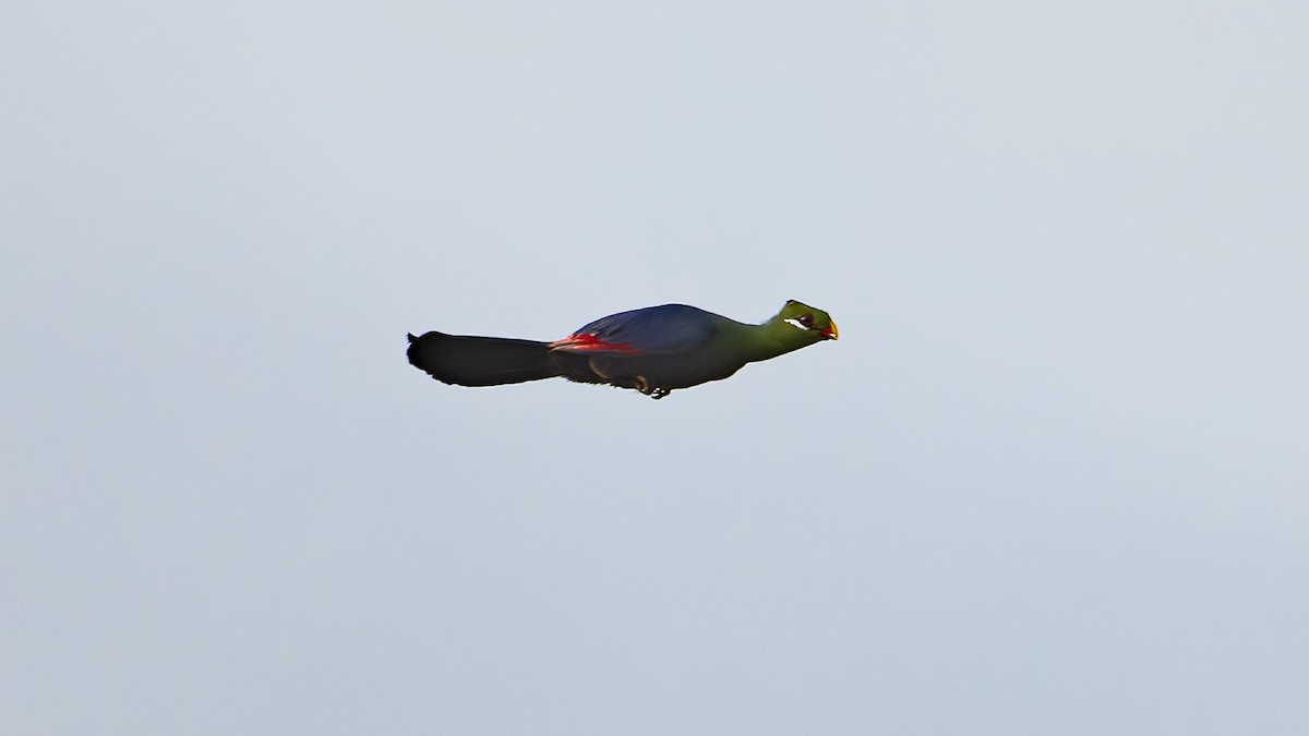 Yellow-billed Turaco - ML636579835