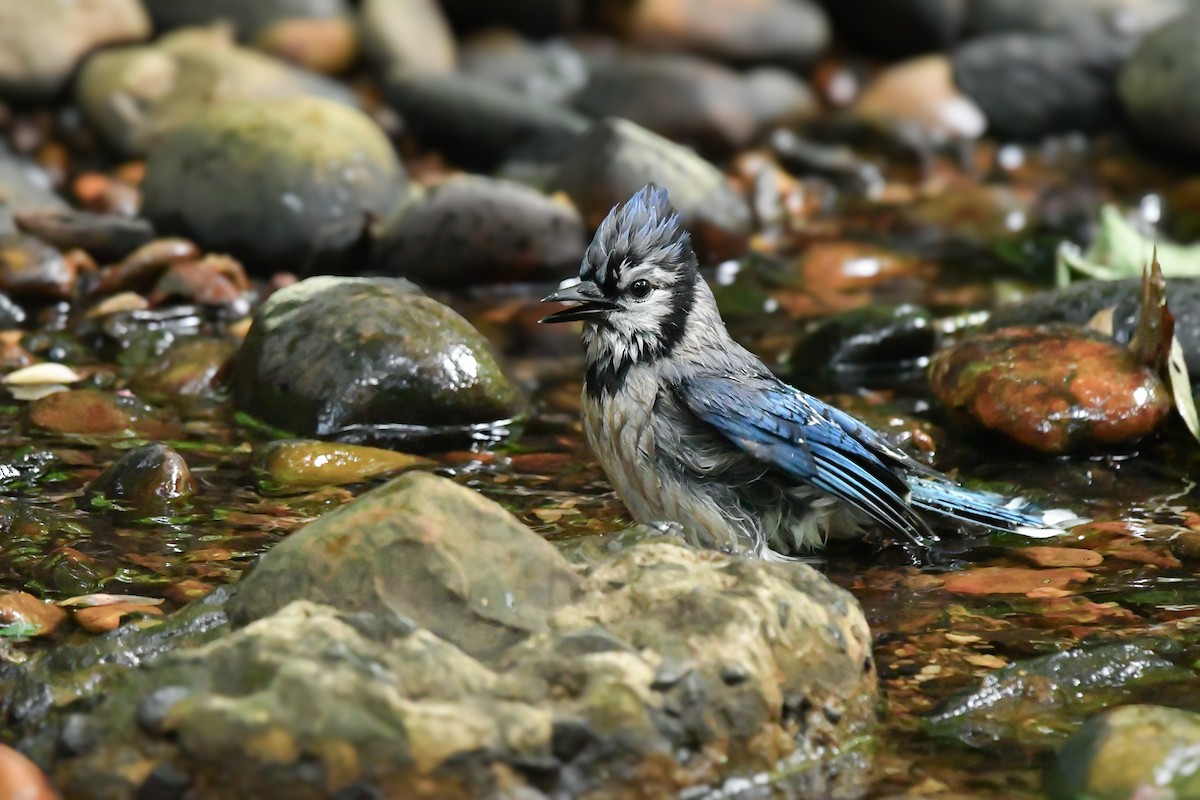 Blue Jay - ML636579852