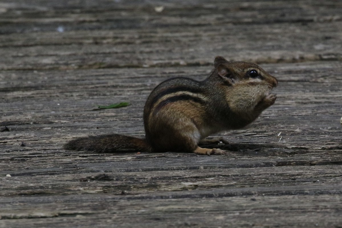 Mammals - ML636579907