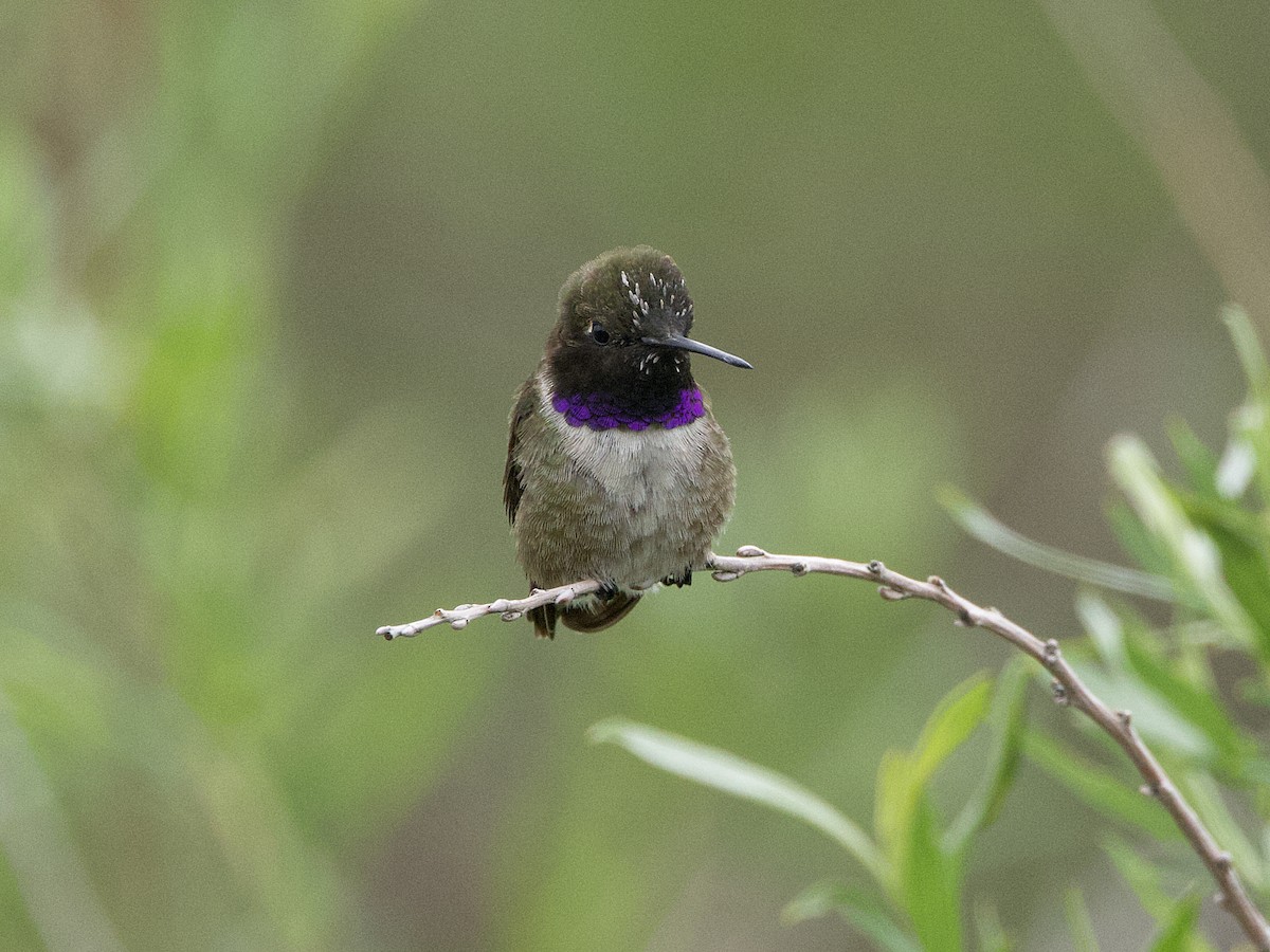Black-chinned Hummingbird - ML636580028