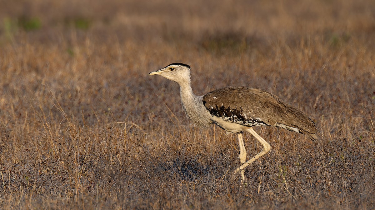 Australian Bustard - ML636580052