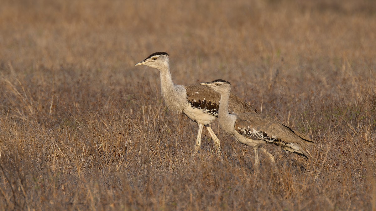 Australian Bustard - ML636580053
