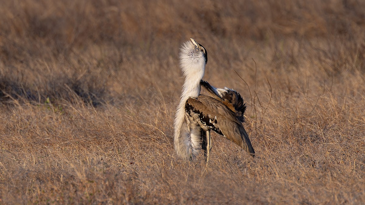 Australian Bustard - ML636580054