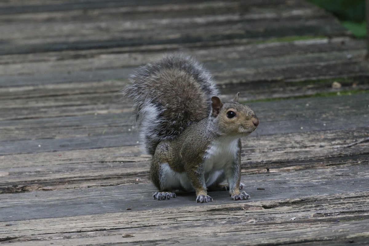 Mammals - ML636580117