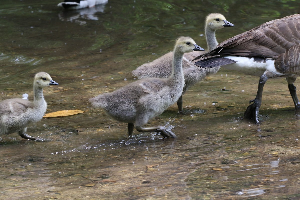 Canada Goose - ML636580222