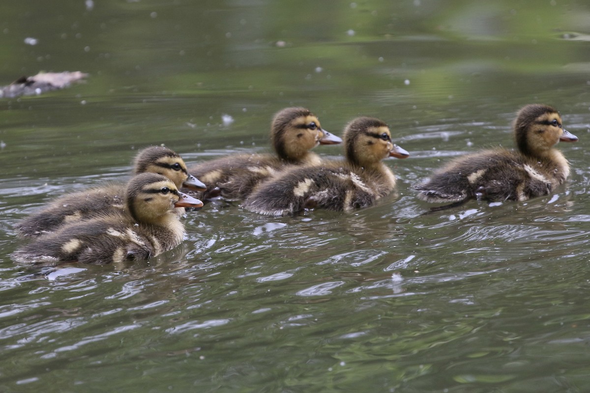 Mallard - ML636580368