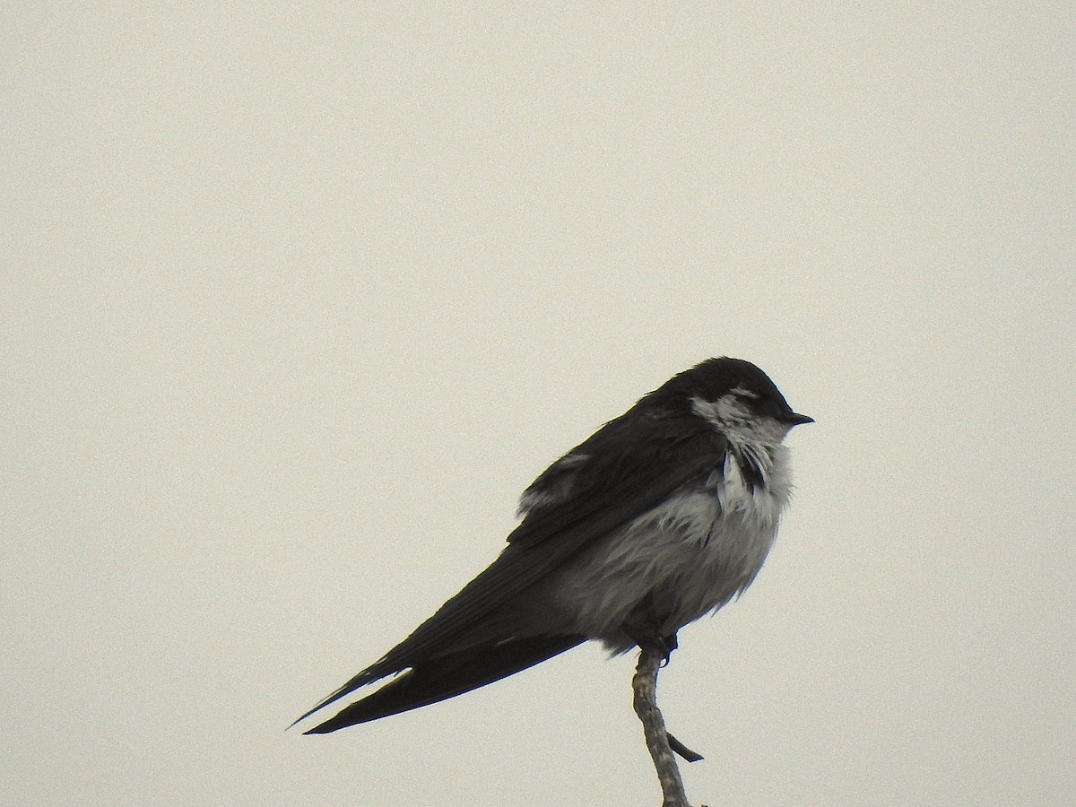 Violet-green Swallow - ML636580436