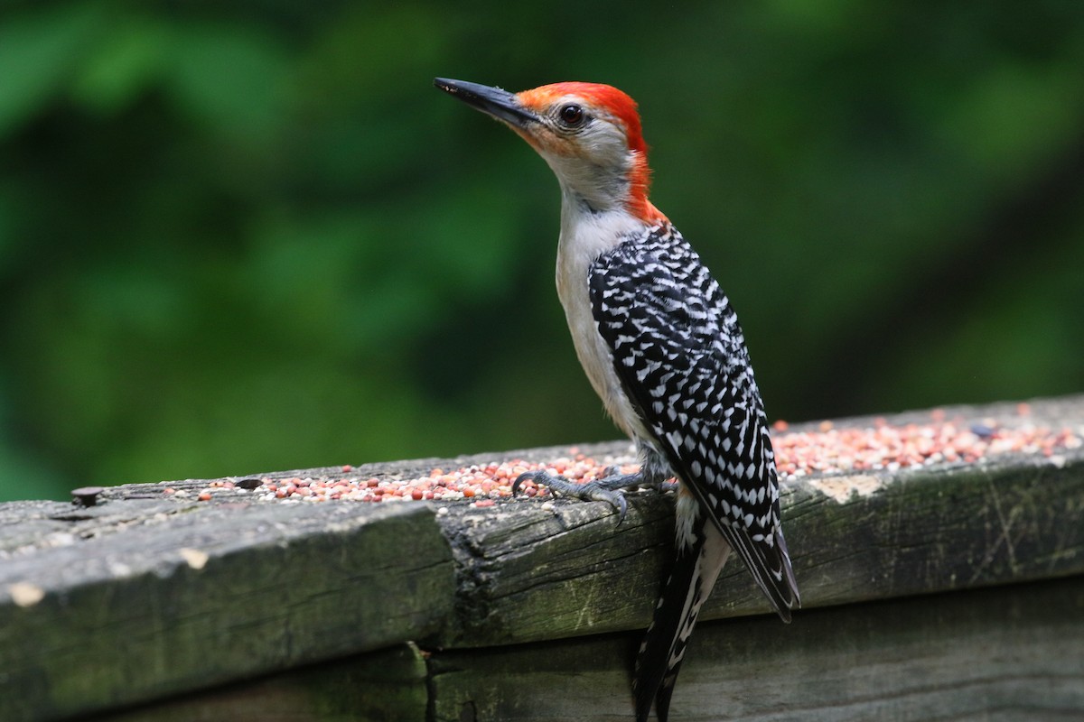 Red-bellied Woodpecker - ML636580441