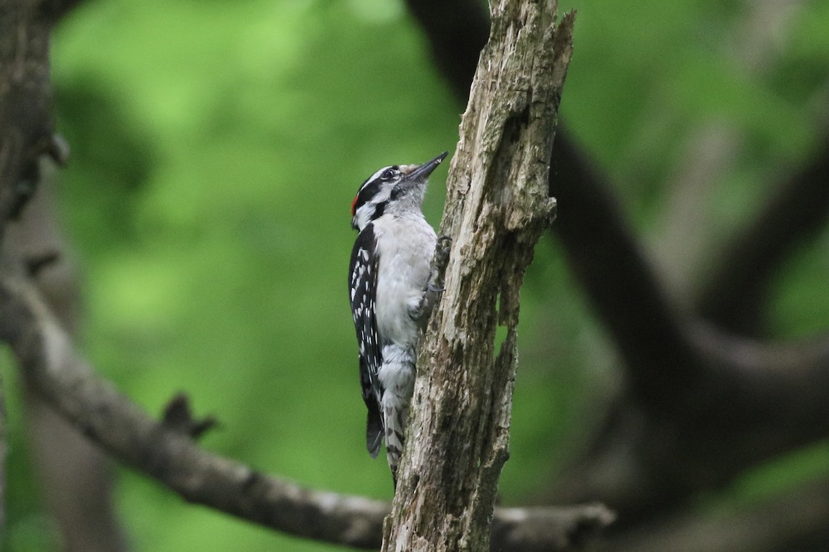 Downy Woodpecker - ML636580495