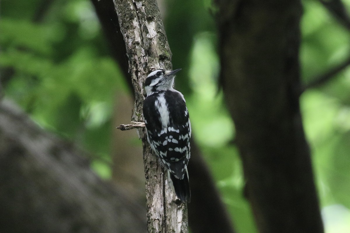 Downy Woodpecker - ML636580499