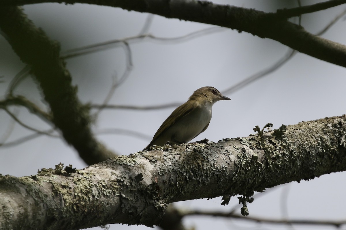 Red-eyed Vireo - ML636580576