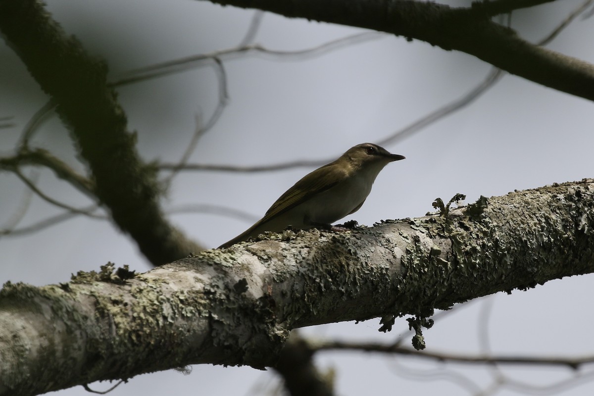 Red-eyed Vireo - ML636580577