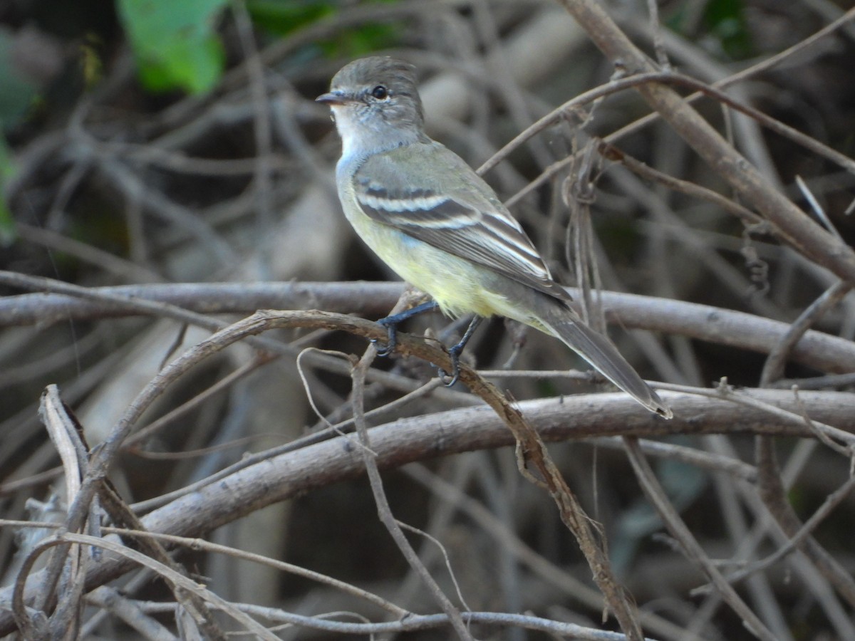 Southern Scrub-Flycatcher - ML636580605