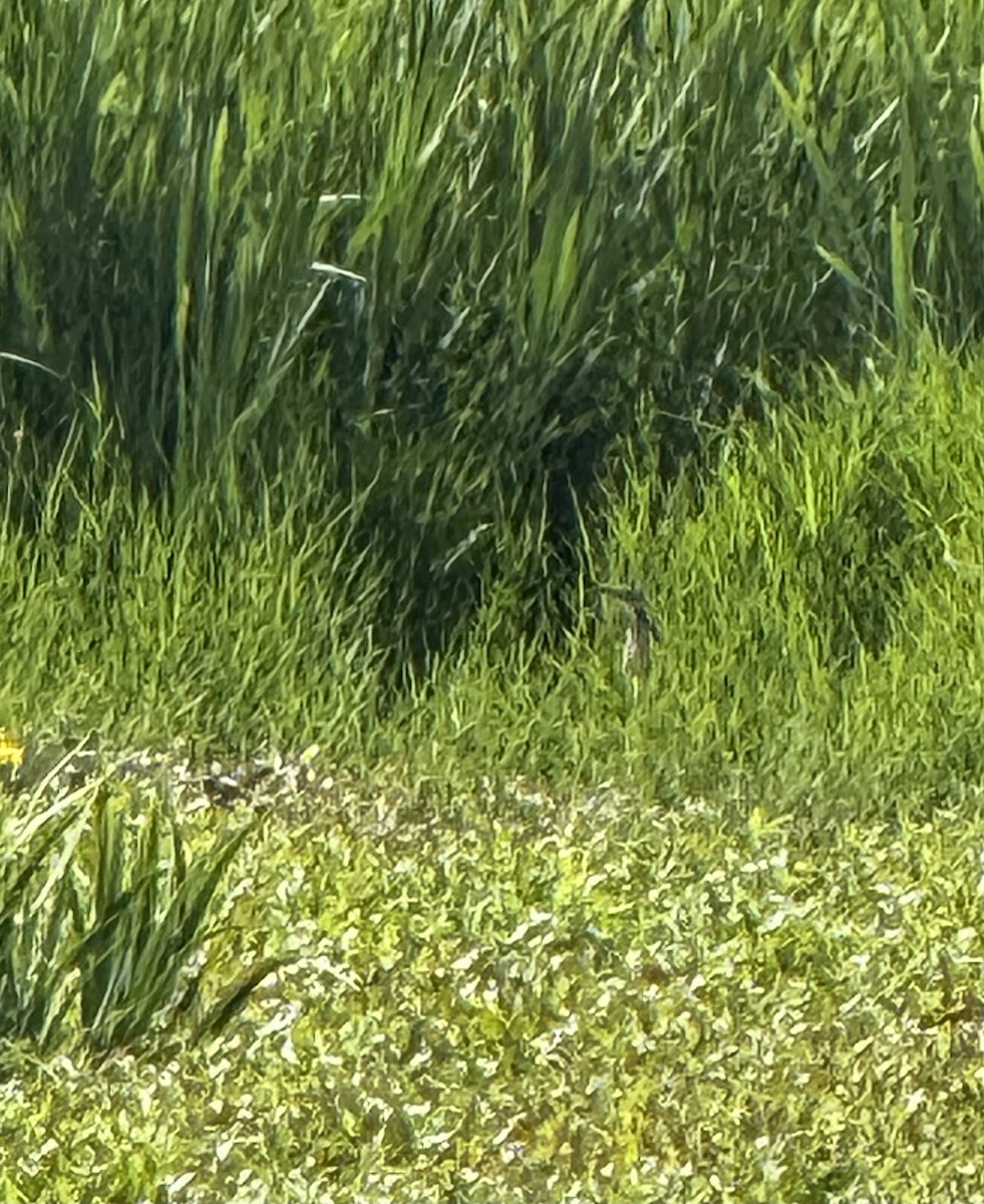 American Bittern - ML636580626