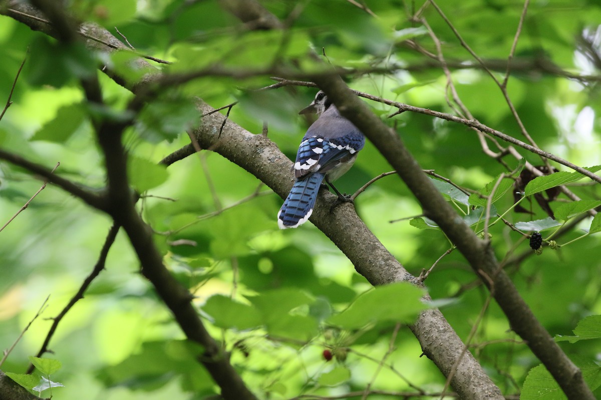 Blue Jay - ML636580644